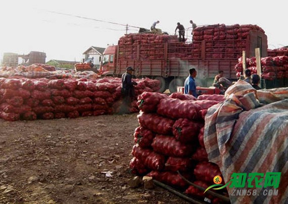 洋蔥價格同比下降五成 分析師:農戶不宜惜售