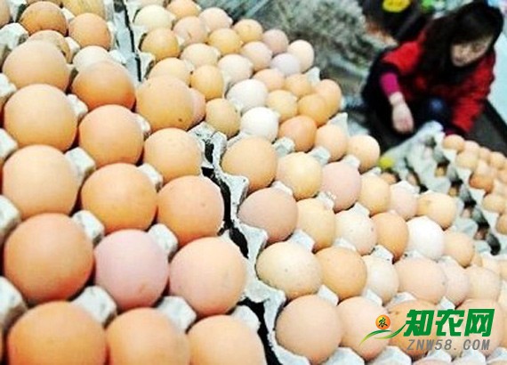 雞蛋價格不溫不火 分析師:春節前漲價空間不大