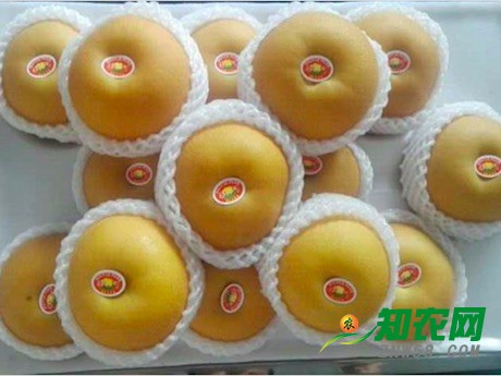 正在上漲的價格和中國梨出口的減少,是威脅還是機遇?