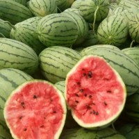 山東濰坊紅玉西瓜批發(fā)