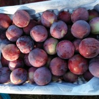 陜西前衛(wèi)紅李子行情，安格諾李子產(chǎn)地價(jià)格