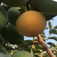 七月黃柿子，八月黃柿子行情，陜西脆柿子價(jià)格走勢