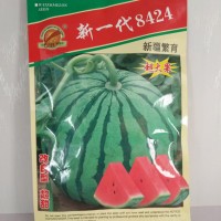 供應(yīng)新一代8424西瓜種子，新一代8424西瓜苗