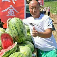 雙紅金五西瓜種子紅金城全國總經銷