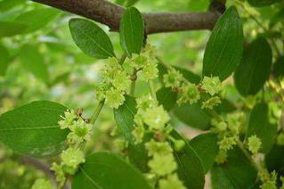 如何防治棗樹花心蟲? 如何防治棗樹花心蟲?