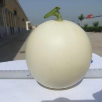 閻良甜瓜：西農早蜜1號