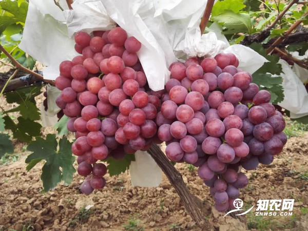 渭南紅提葡萄 渭南紅提葡萄