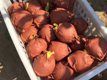 河南黃金梨大量上市，果農直銷，無雜費