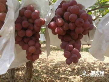 蒲城老科協奔走在助農豐產增收的路上