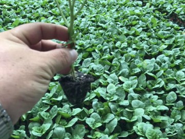 武城大紅袍茄子苗基地 圓茄嫁接苗基地