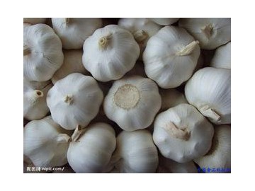 求購大蒜